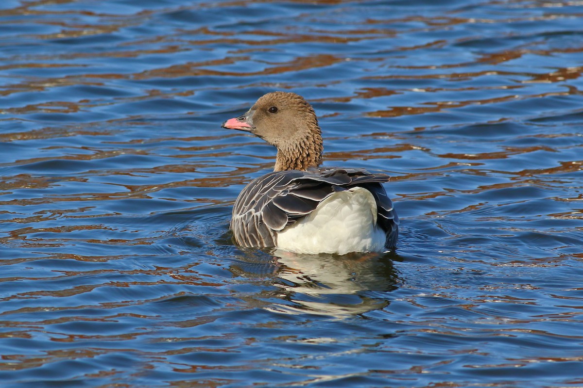 Pink-footed Goose - ML126747951