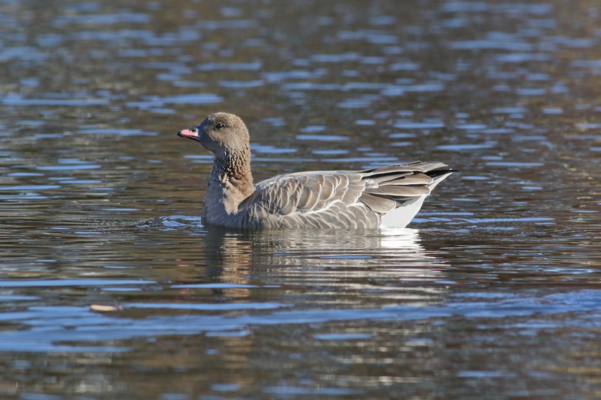 Pink-footed Goose - ML126747971