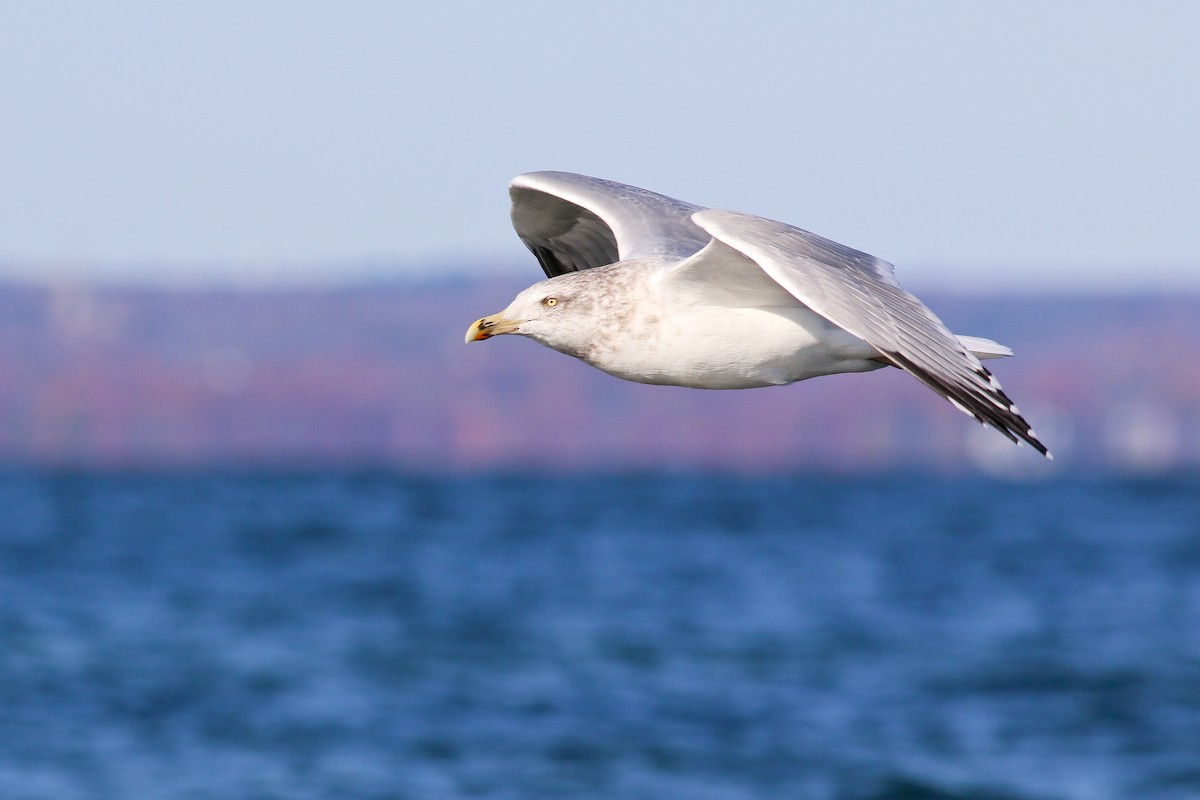 American Herring Gull - ML126747981