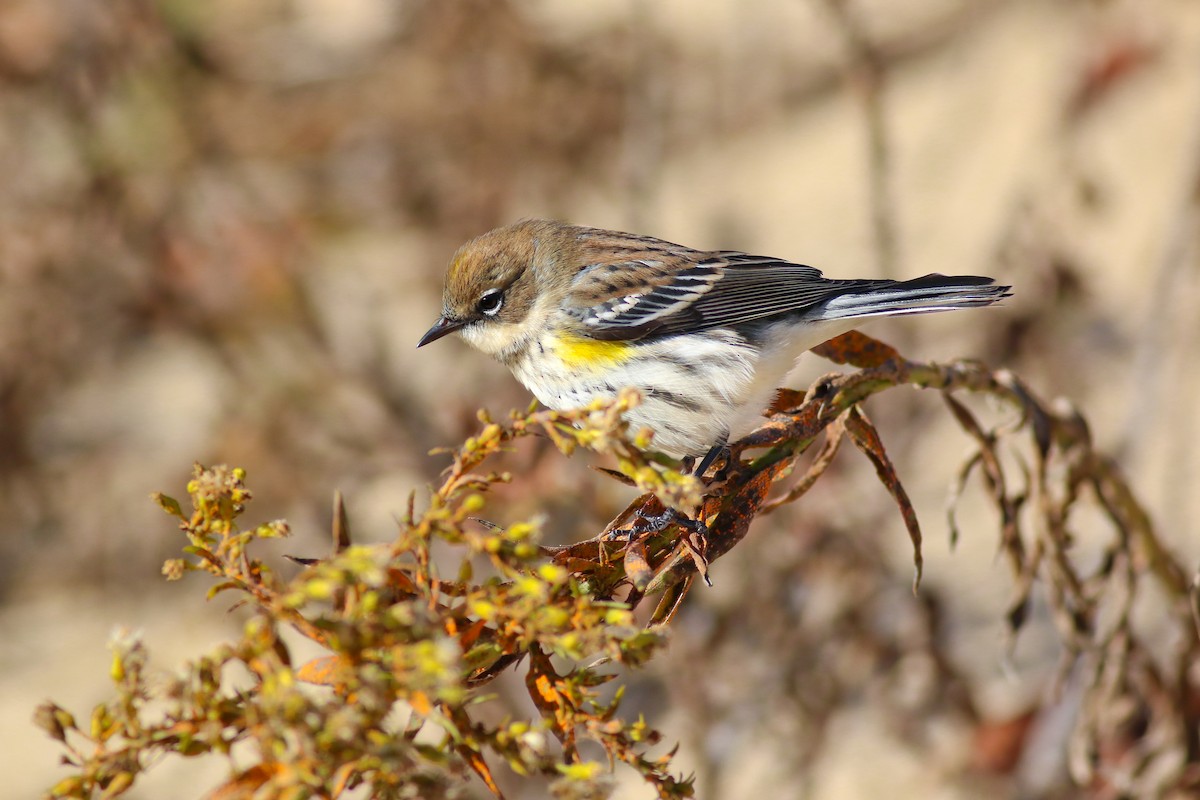 lesňáček žlutoskvrnný (ssp. coronata) - ML126747991