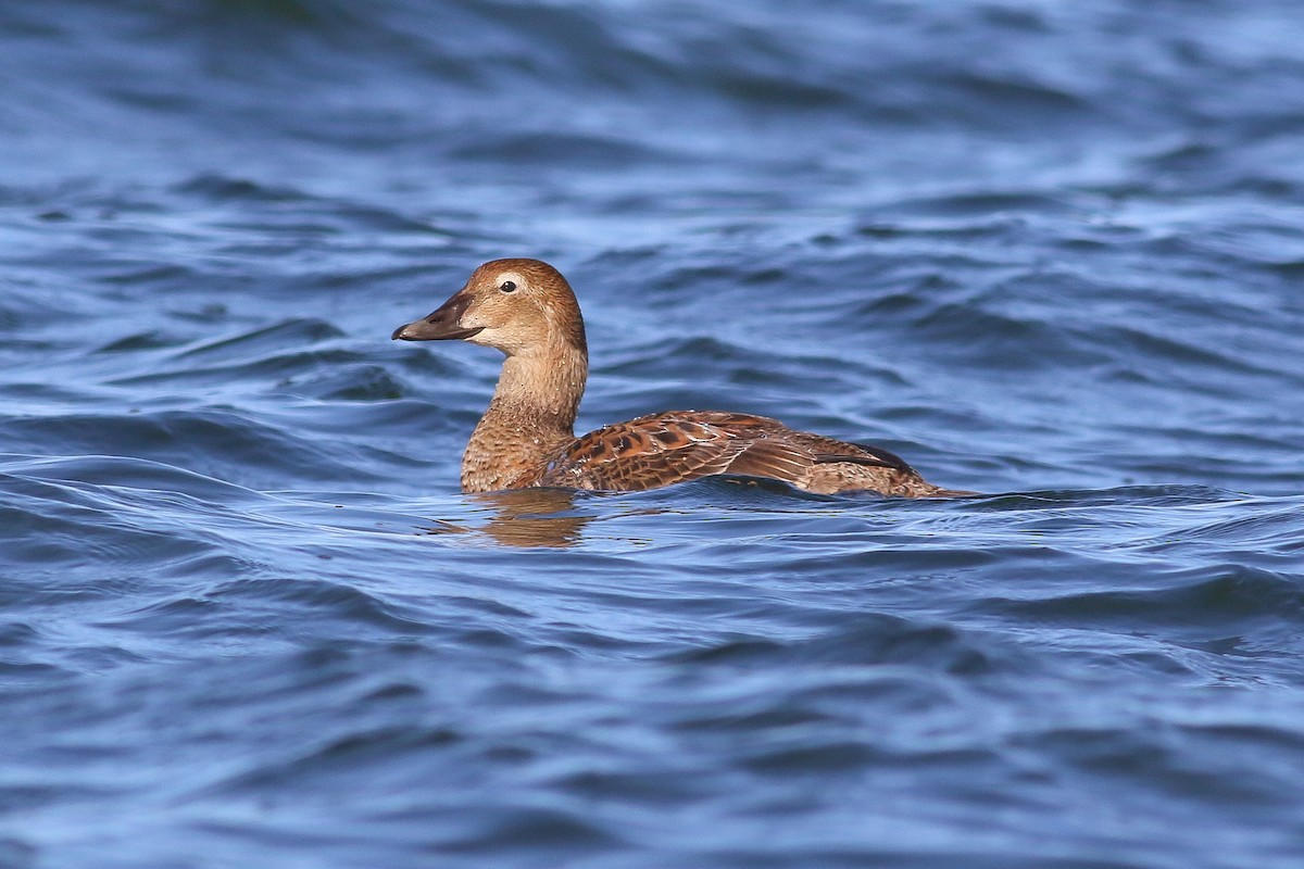 Eider à tête grise - ML126748001