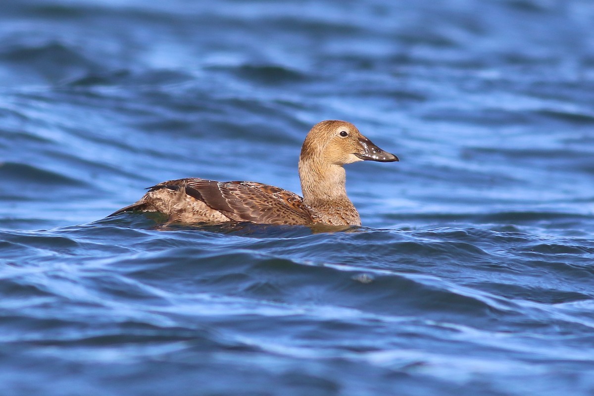 Eider à tête grise - ML126748011