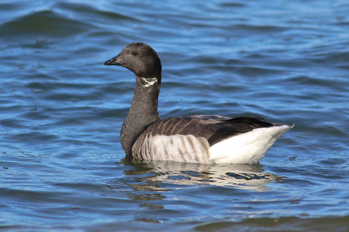 berneška tmavá (ssp. hrota) - ML126748021