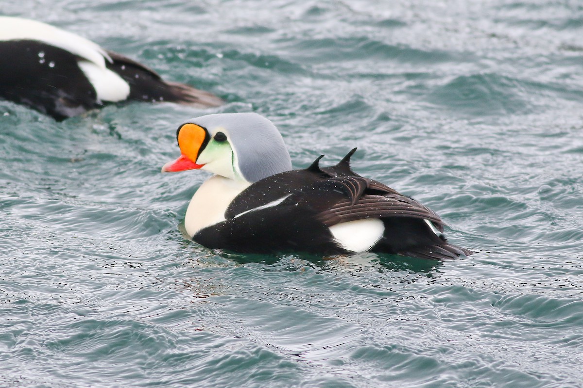 King Eider - ML126748261