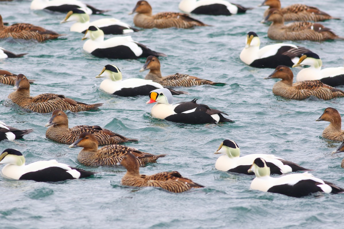 Eider à tête grise - ML126748271