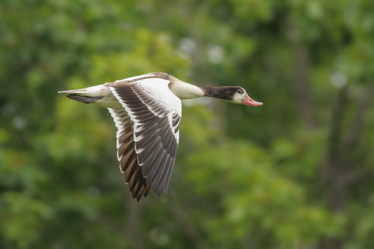 Common Shelduck - Thomas Ford-Hutchinson