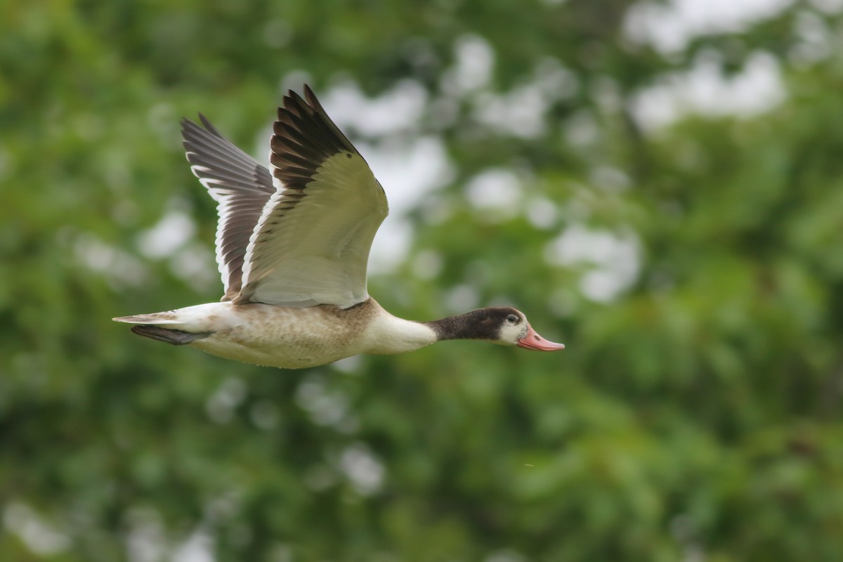 Common Shelduck - Thomas Ford-Hutchinson