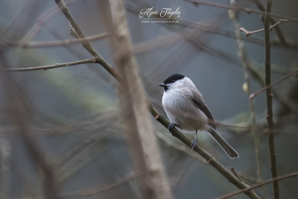 Willow Tit - Alper Tüydeş