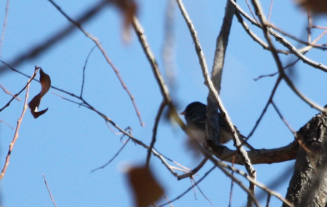 Dark-eyed Junco (White-winged) - ML126749651