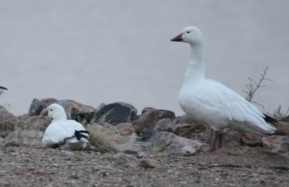 Ross's Goose - ML126749961