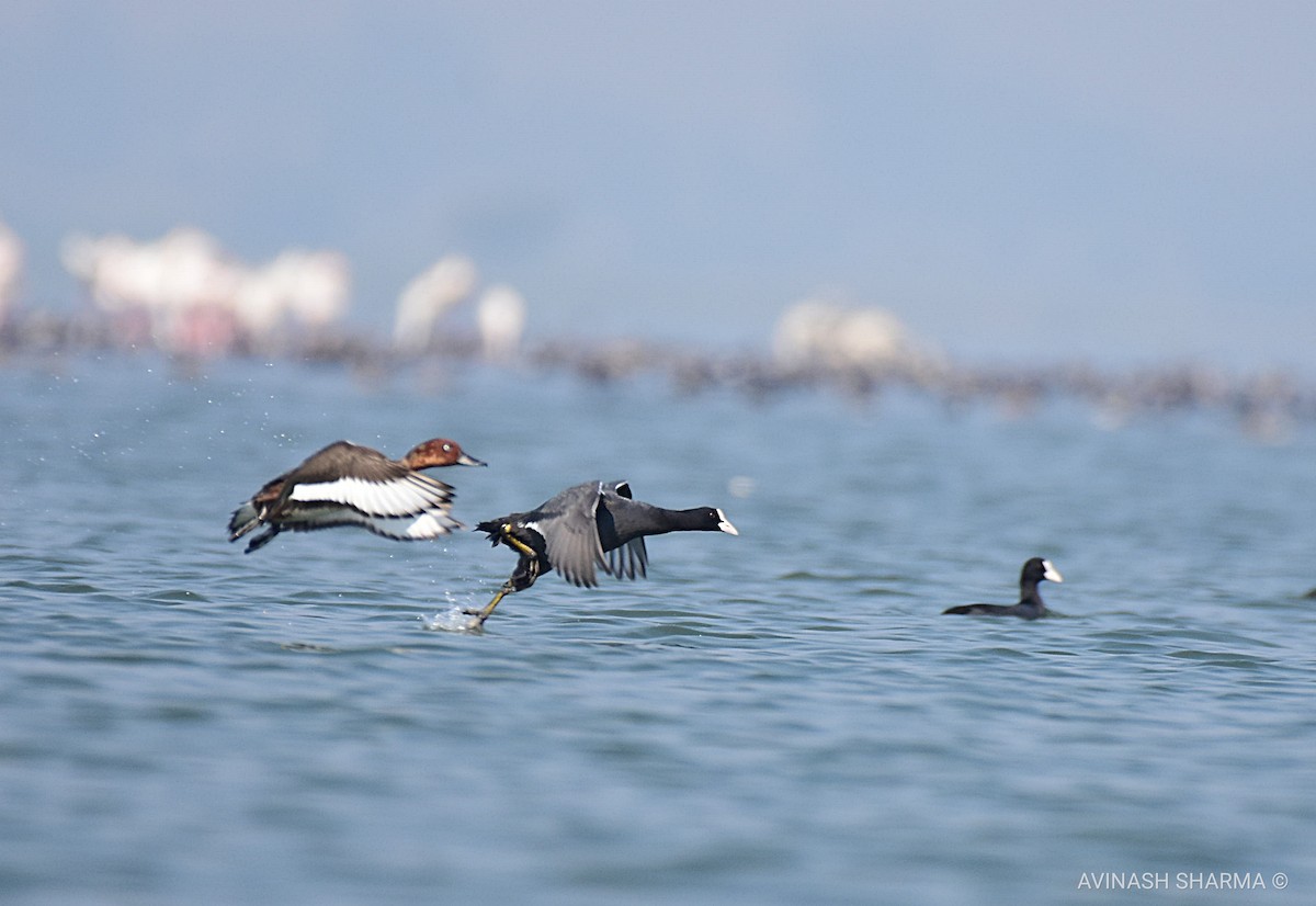 Ferruginous Duck - ML126751171