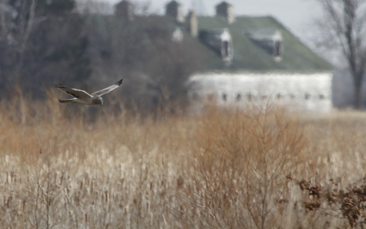 Northern Harrier - ML126751411