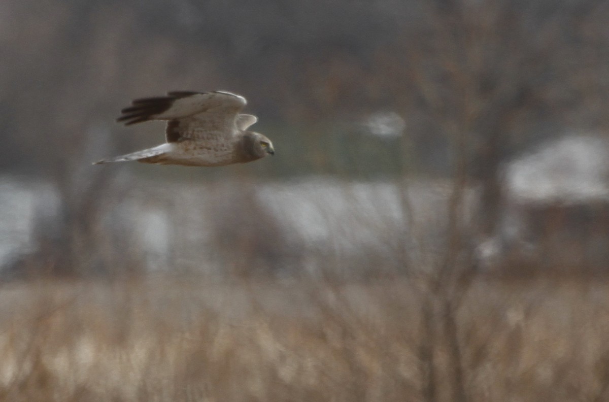 Northern Harrier - ML126751421