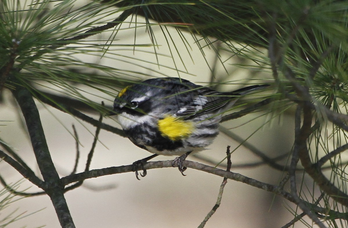 Yellow-rumped Warbler (Myrtle) - ML126751801