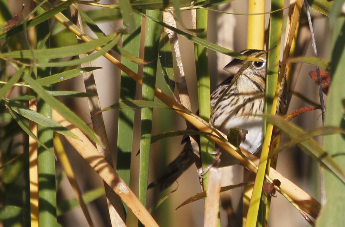 Henslow's Sparrow - Paul Hurtado