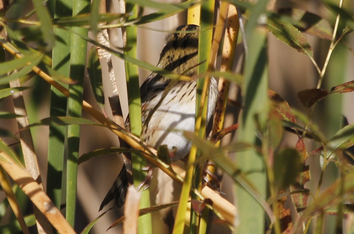 Henslow's Sparrow - ML126752771