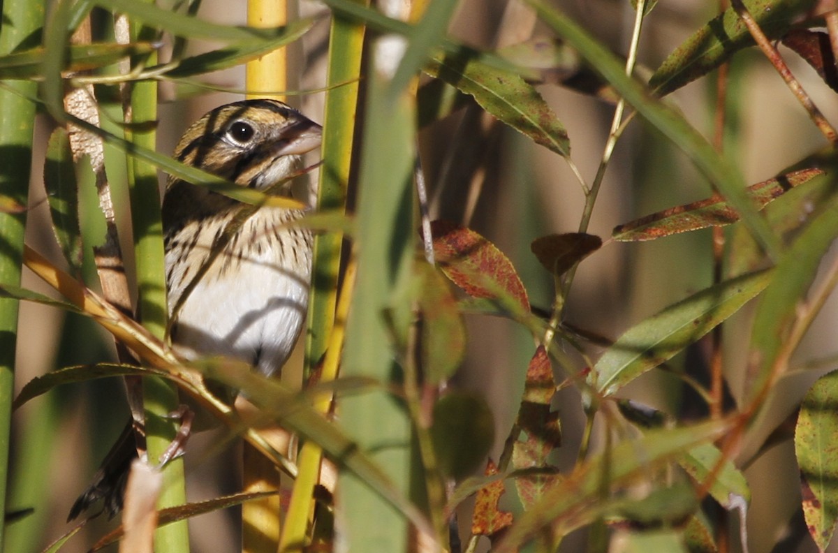 Henslow's Sparrow - Paul Hurtado