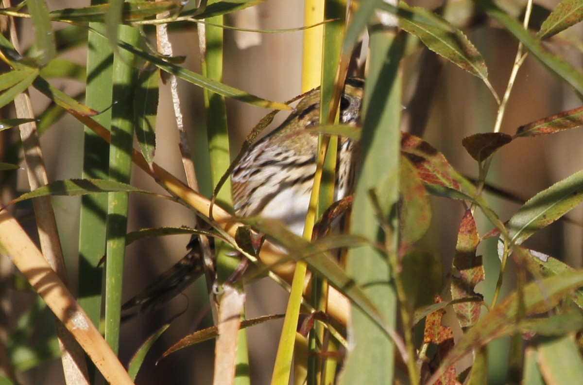 Henslow's Sparrow - ML126752791