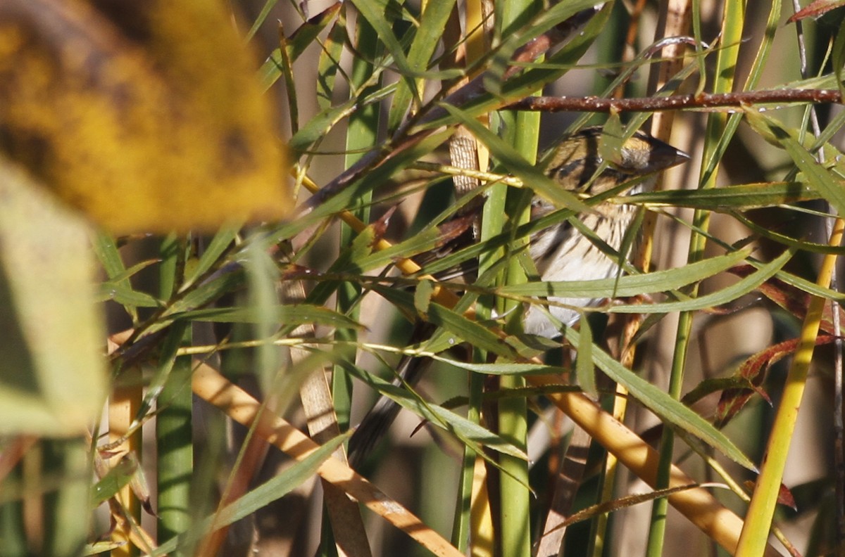 Henslow's Sparrow - ML126752801