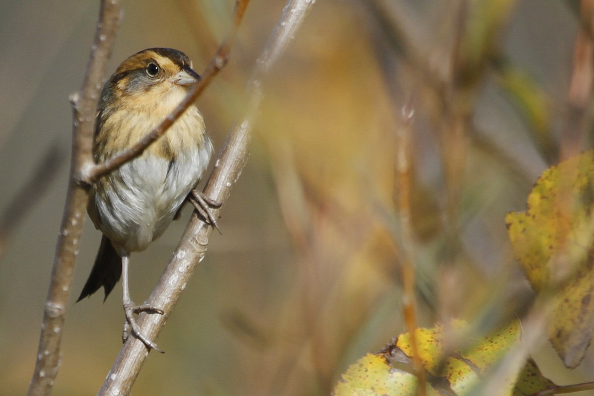 Nelson's Sparrow - ML126752811