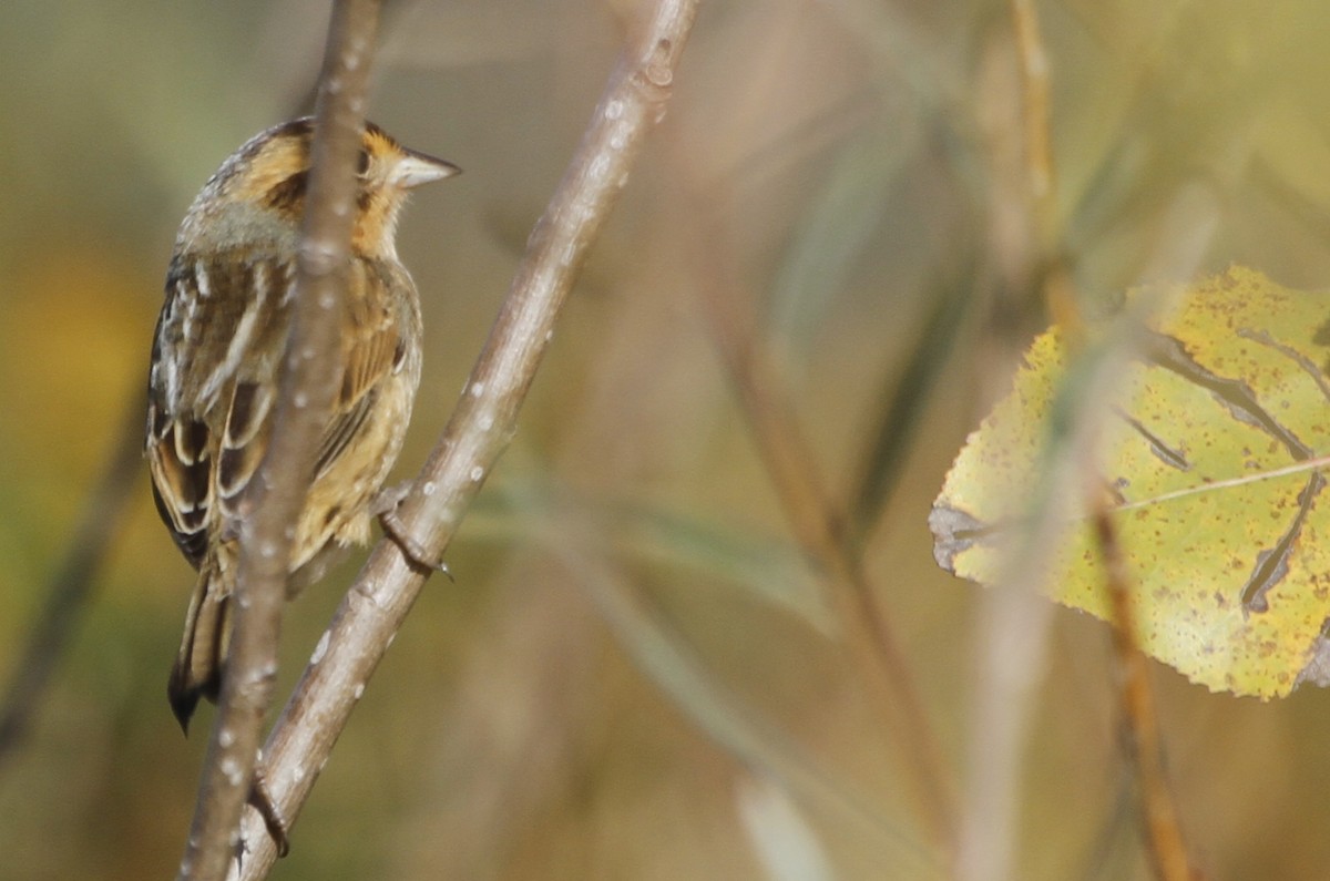 Nelson's Sparrow - ML126752821