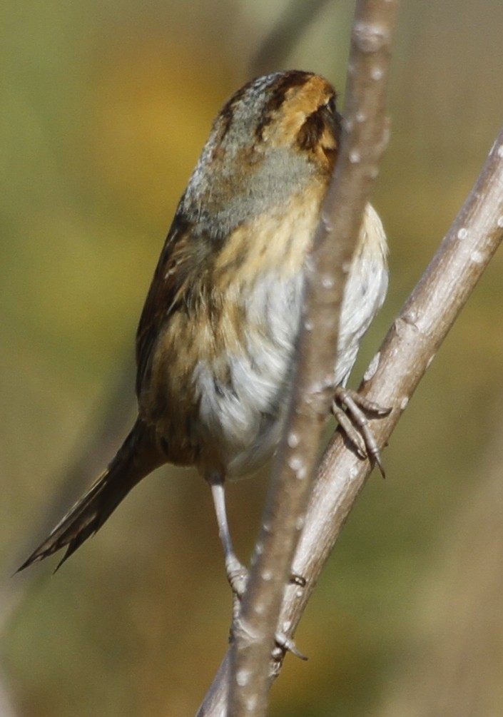 Nelson's Sparrow - Paul Hurtado