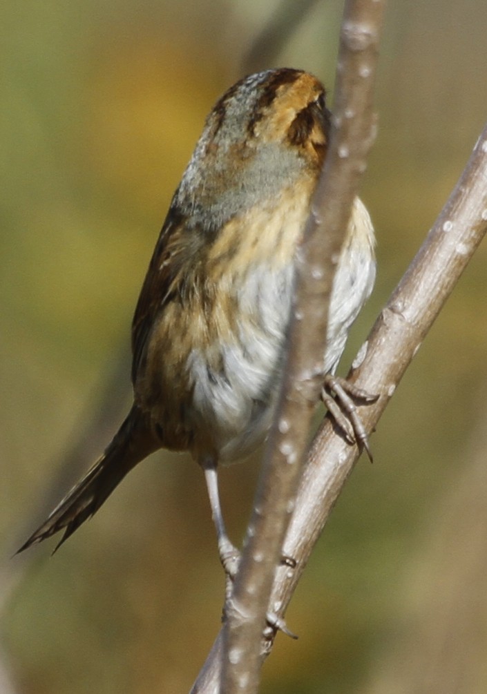 Nelson's Sparrow - ML126752831