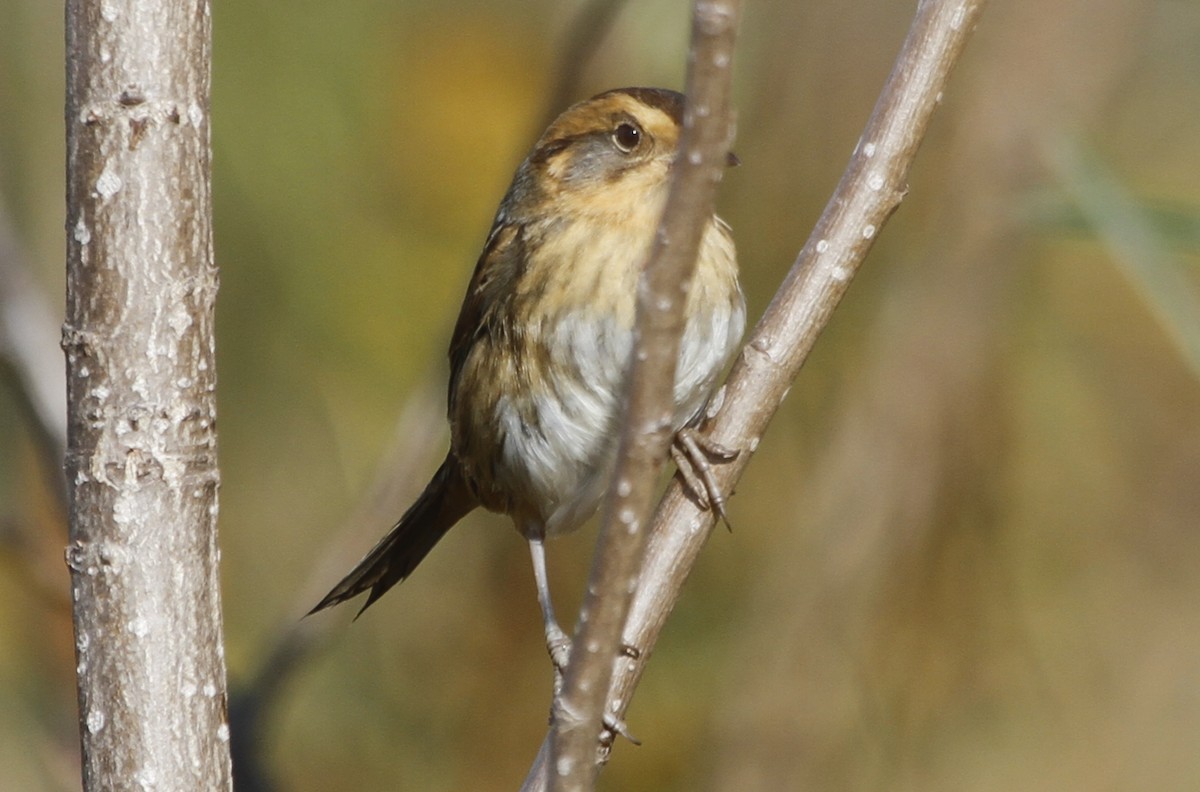 Nelson's Sparrow - ML126752841