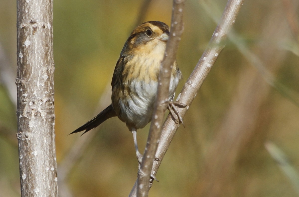 Nelson's Sparrow - Paul Hurtado