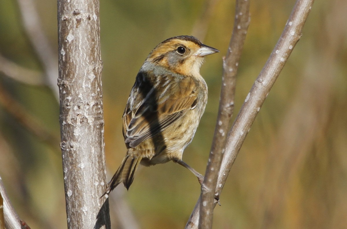 Nelson's Sparrow - Paul Hurtado