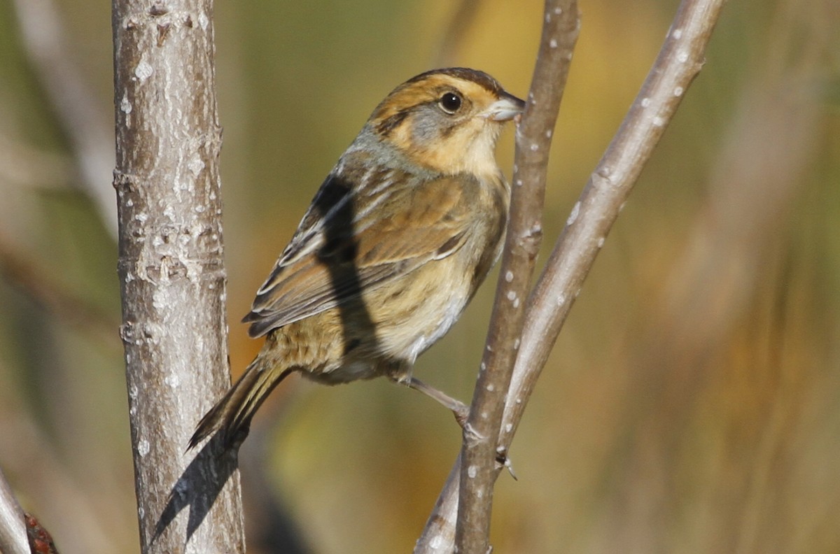 Nelson's Sparrow - Paul Hurtado