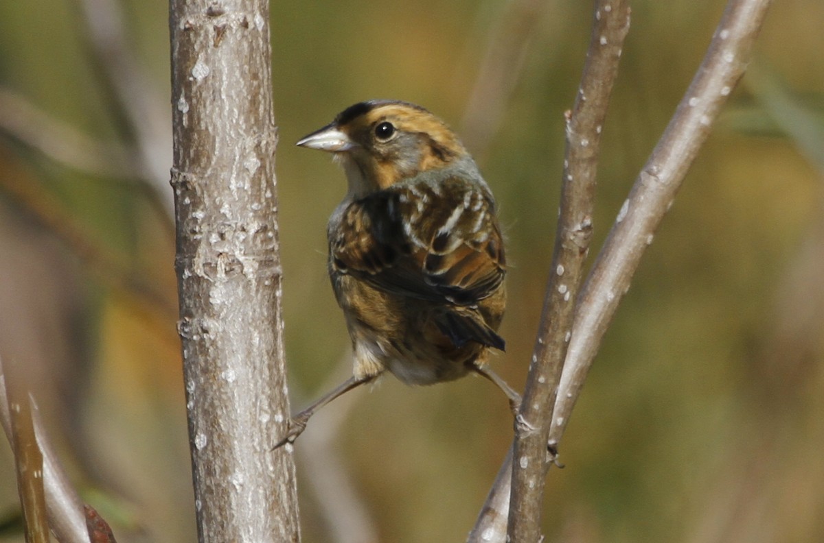 Nelson's Sparrow - Paul Hurtado