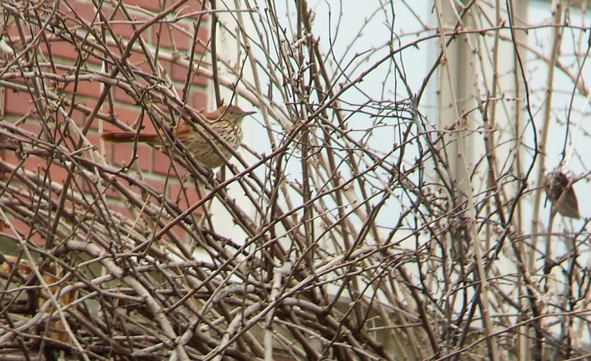 Brown Thrasher - ML126754491