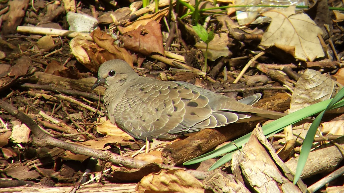 Mourning Dove - ML126755281