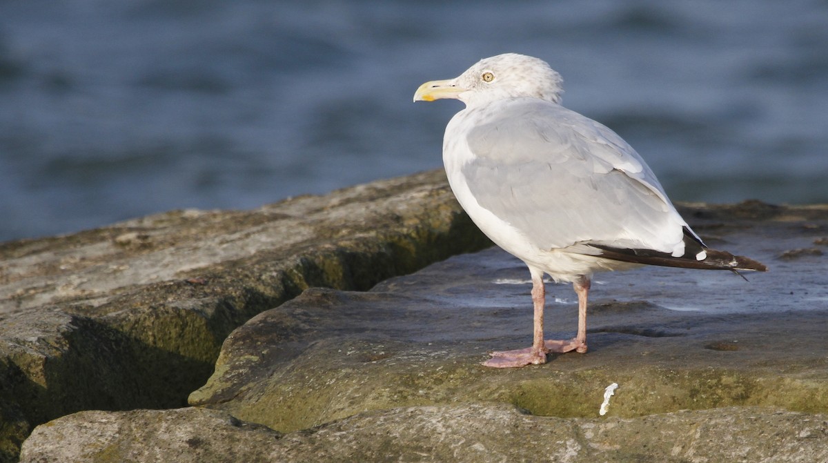 American Herring Gull - ML126758491