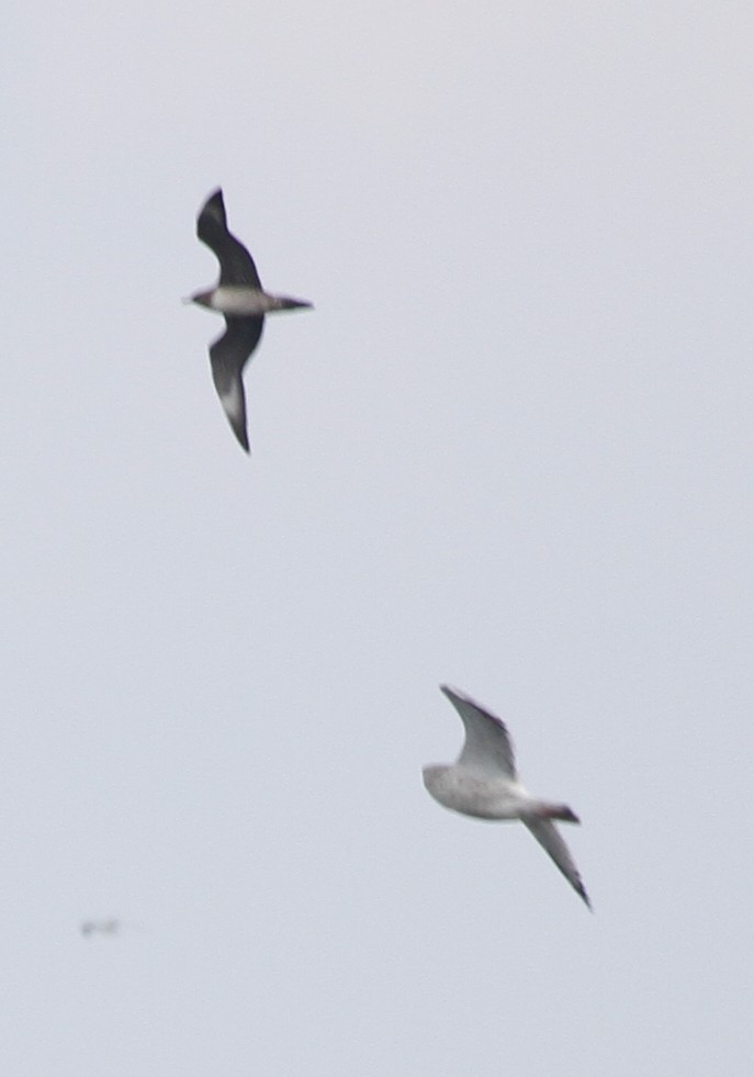 Long-tailed Jaeger - Paul Hurtado