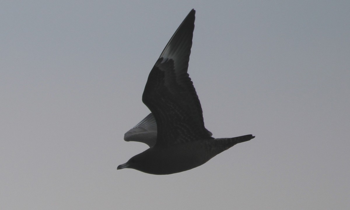 中賊鷗 - ML126758701