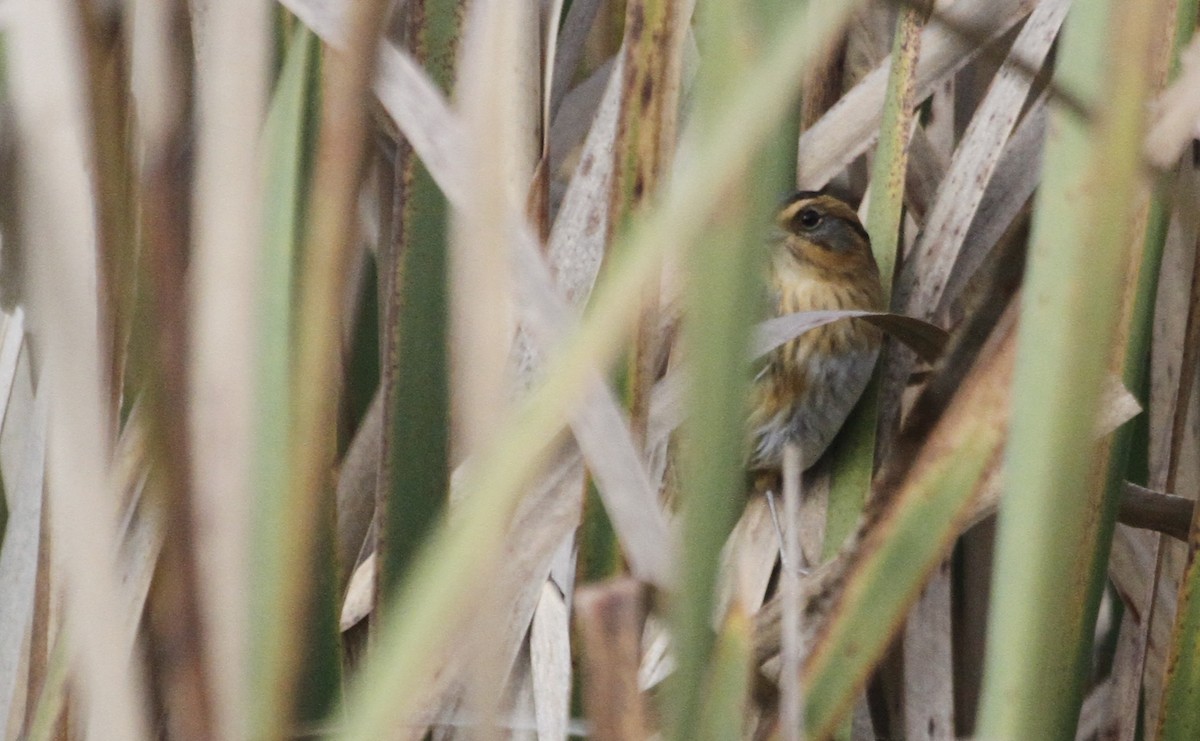 Nelson's Sparrow - ML126759121