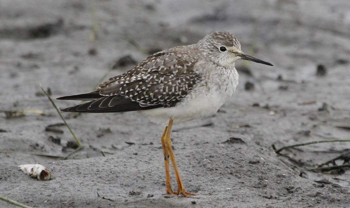 Lesser Yellowlegs - ML126759181