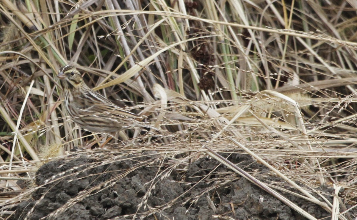 Savannah Sparrow - ML126759201