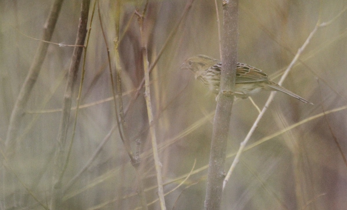 Henslow's Sparrow - Paul Hurtado