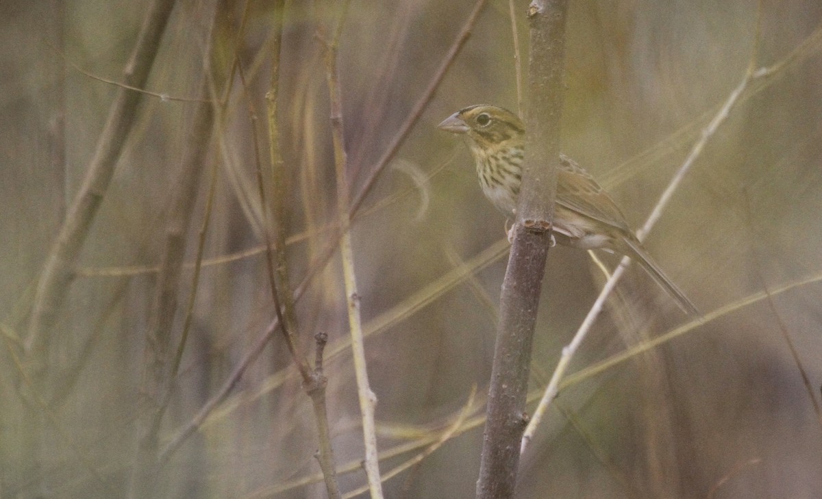 Henslow's Sparrow - Paul Hurtado