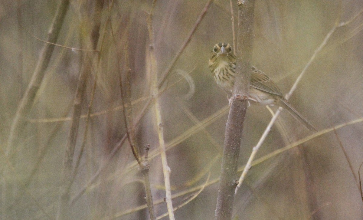 Henslow's Sparrow - ML126759231