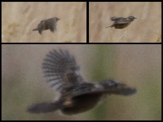 Sedge Wren - ML126759241