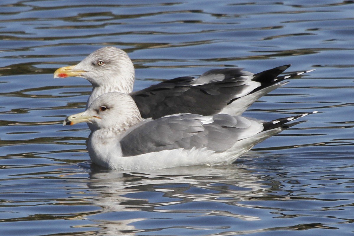 Lesser Black-backed Gull - Paul Hurtado
