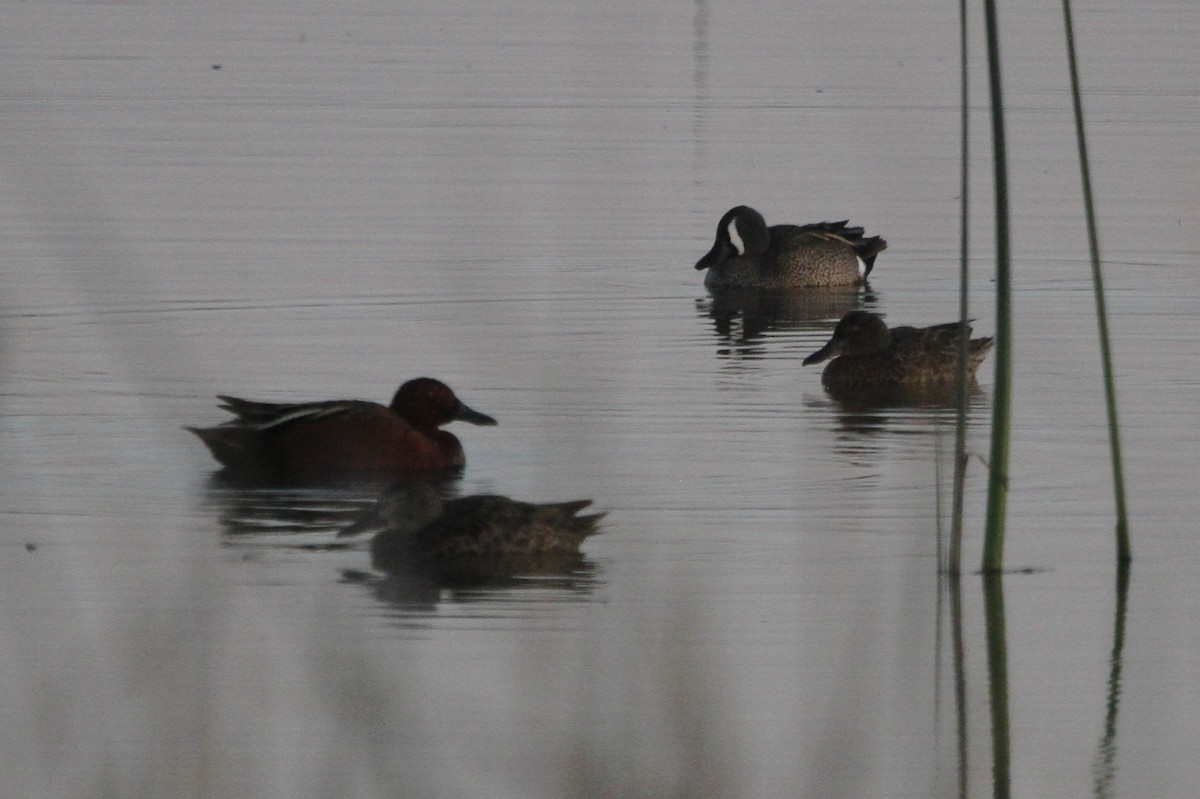 Blue-winged Teal - ML126761941