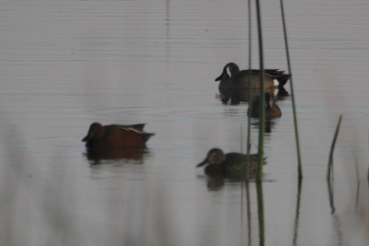 Blue-winged Teal - ML126761951