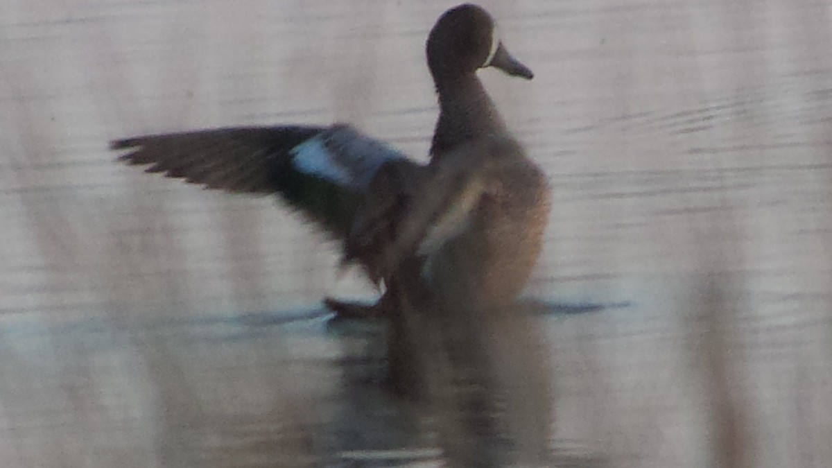 Blue-winged Teal - ML126761971