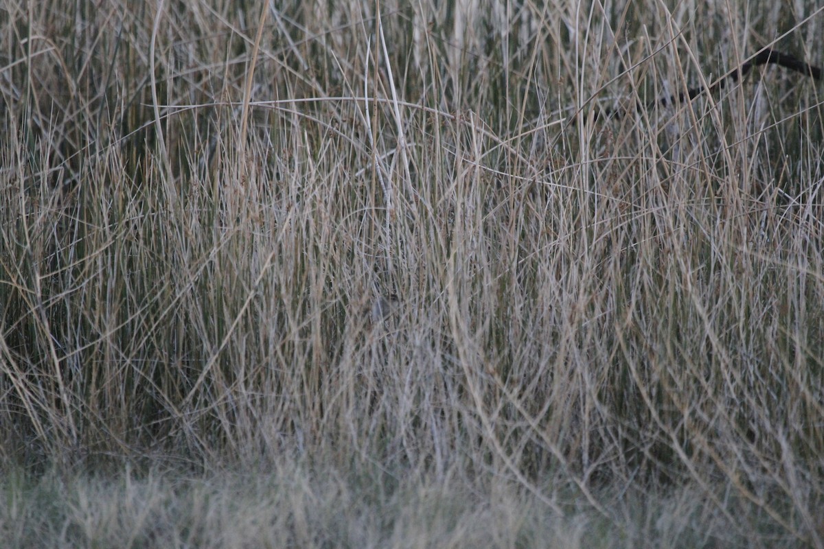 Marsh Wren - ML126761981