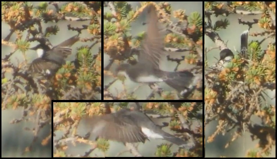 Eastern Kingbird - ML126762461